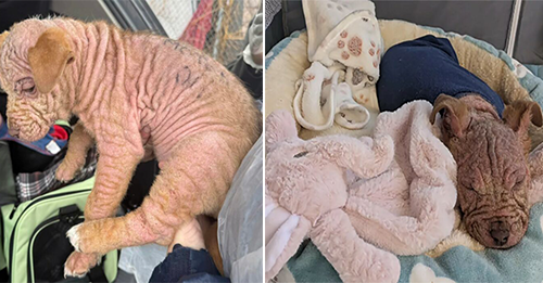 Heartbreak As The Rescuers Find Bald Puppy With Writing All Over Her Body At Homeless Encampment