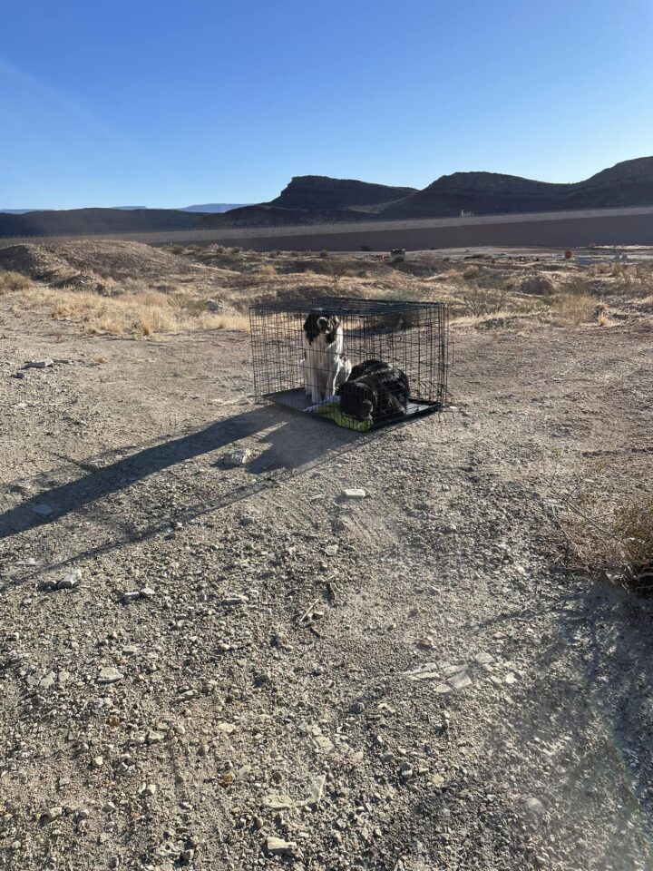 Hikers Shocked To Find 2 Hopeless Dogs Locked In A Cage And Dumped In Utah Desert Without Food Or Water