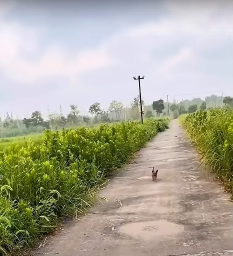 Pup Would Not Stop Running After His Owner Who Dumped Him From The Motorbike And Left