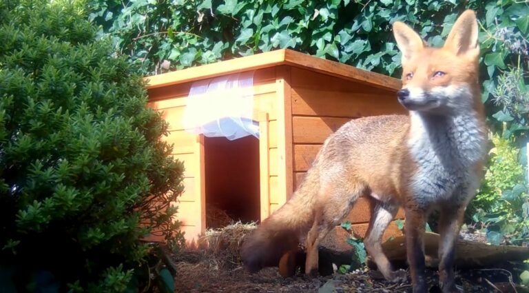 Rescuer Who Allowed A Fox To Stay In A Dog House In Her Yard Learned Something Surprising About Her