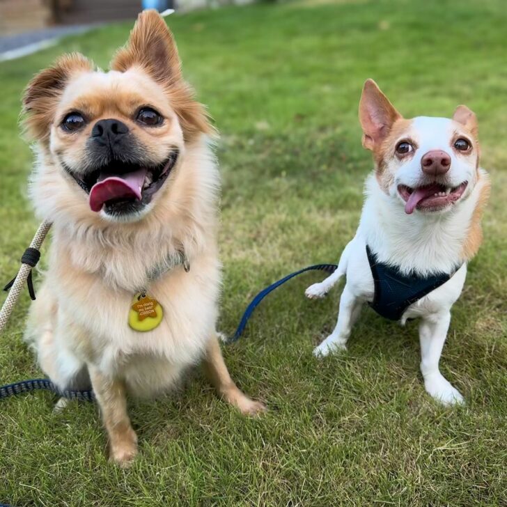 North Carolina Owners Were Shocked After Receiving A $150 Bill Because Of Their Dog’s ‘Injury’
