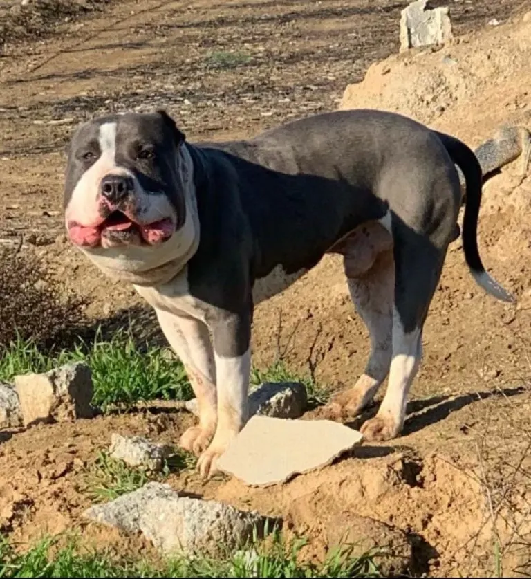 Rescuer Saves A Dog With A Chubby Face Then Realizes What Is Wrong With Him
