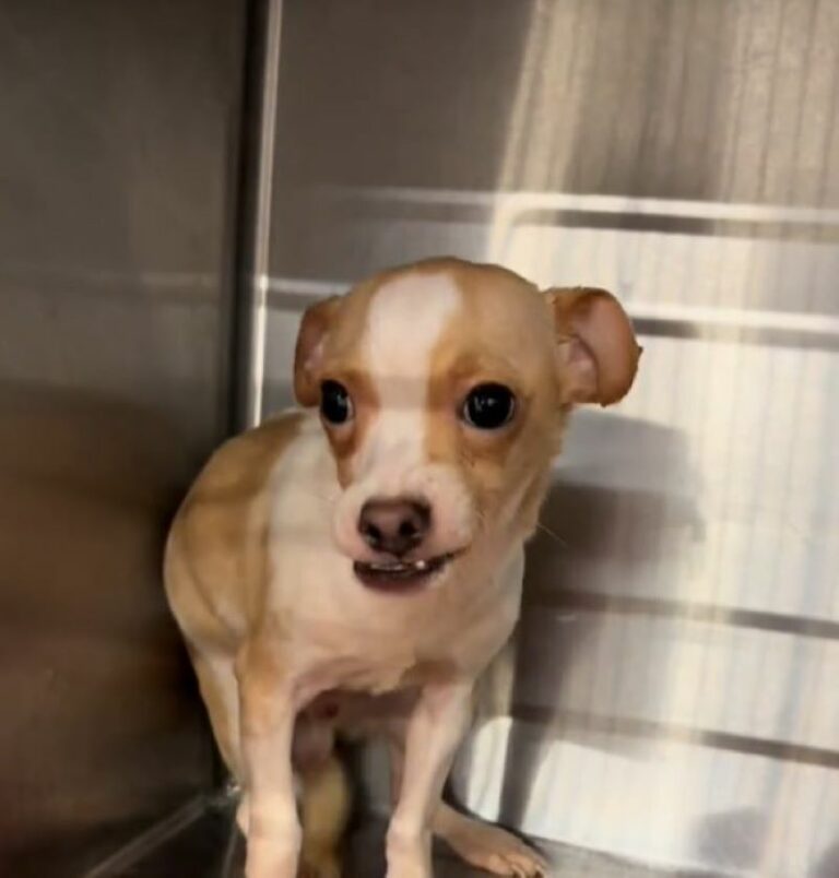 Pup From Missouri Is Constantly Overlooked Because Of His Extreme Underbite