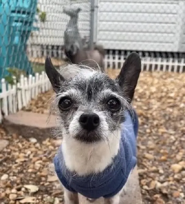 Chihuahua Ends Up At Shelter Because She Wanted To Share Bed With Her Hoomans