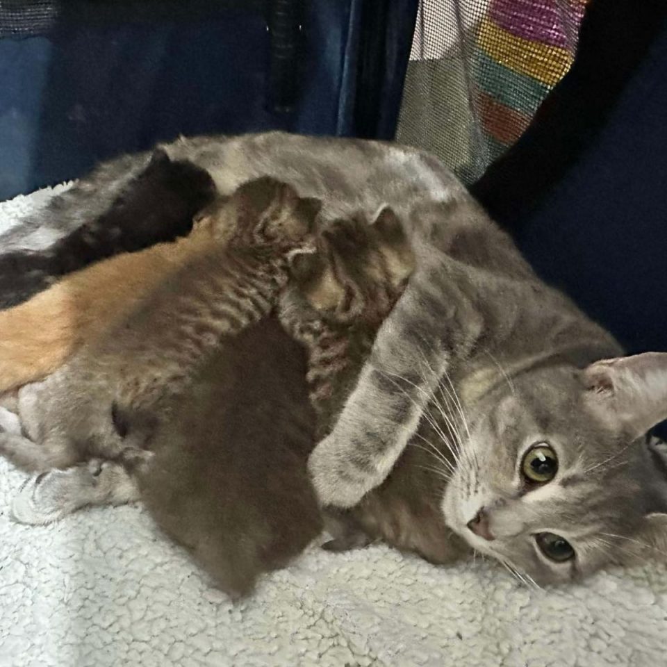 Neighbors Rescue An Abandoned Cat, But They Have No Idea What She’s Hiding