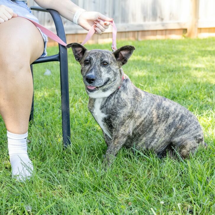 Rescued Breeding Pup From North Carolina Does Something Sweet Whenever She Is Happy