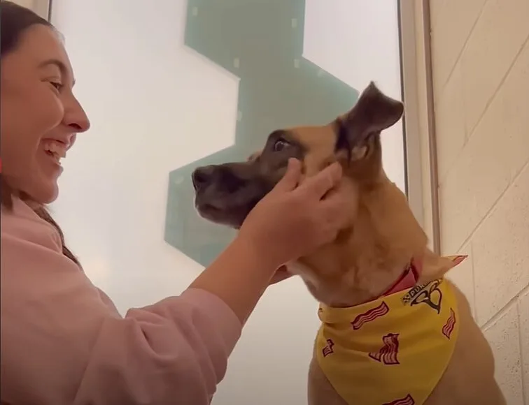 Dog Spent 3 Years In The Shelter Hoping To Find A Home But Everyone Just Ignored Her