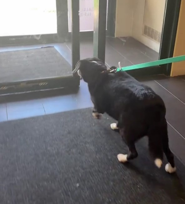 The Sad Dog Couldn’t Understand Why His “Only Family” Abandoned Him After 8 Years