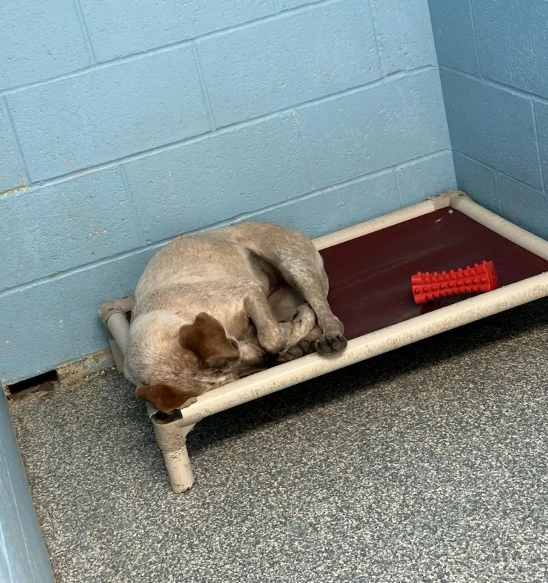 Oklahoma Shelter Dog Heartbroken After Her Brother Gets Adopted, Leaving Her Alone In Kennel