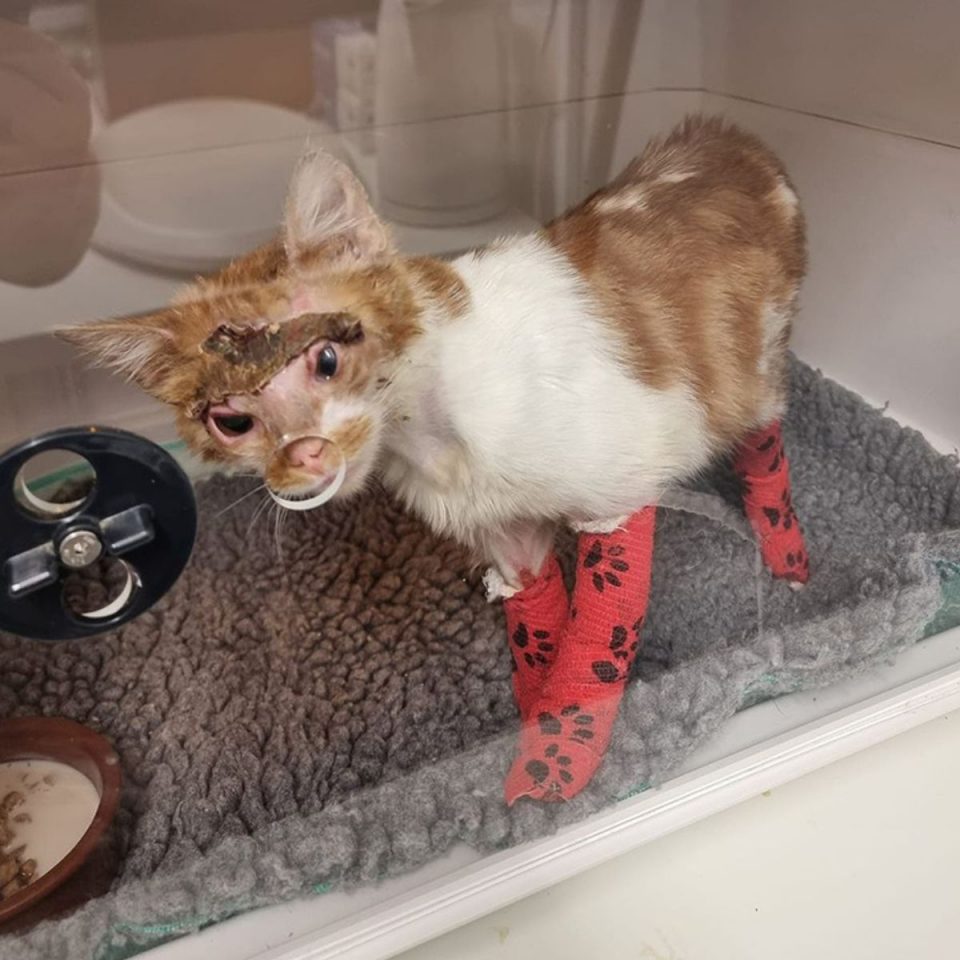 This Poor Cat Was So Badly Abused, The Shelter Thought She’d Never Make It