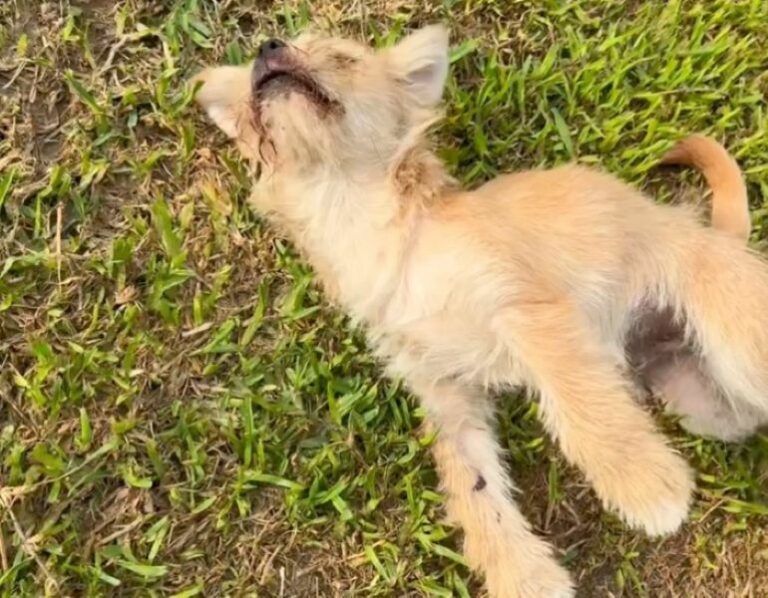 Woman Realized There Was Something Furry On Roadside So She Went To Check It Out