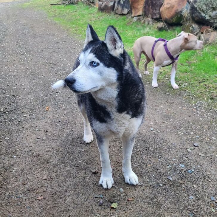 Adopted Husky Returns To California Shelter After New Family Claims ‘They Didn’t Like Him’