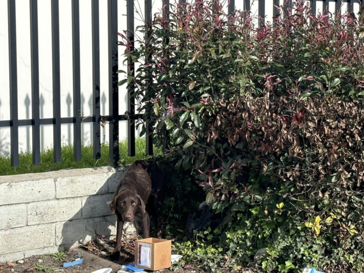 Mom Dog Used For Breeding Dumped After Having Puppies On A Busy Street