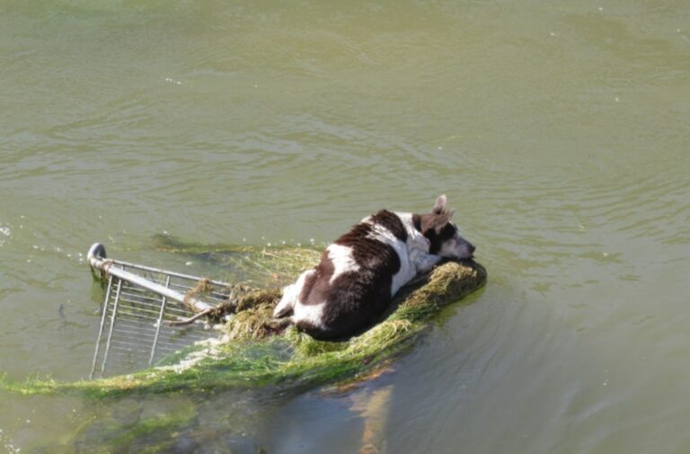 10-Year-Old Chihuahua Mix Stranded On A Shopping Cart In The Middle Of The Canal Gets Her Miracle