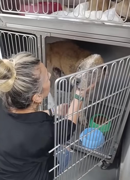 Neglected 15-Year-Old Dog Couldn’t Stop Crying After Her Heartless Owner Kicked Her Out On The Streets