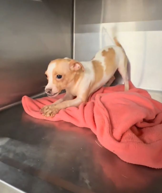 Pup From Missouri Overlooked Due To His Underbite Can’t Figure Out Why People Don’t Want Him