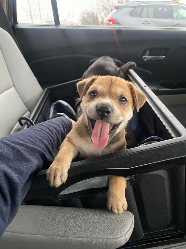 Mama Dog Abandoned With Her 3 Puppies In Plastic Bin Finds Happiness Thanks To South Carolina Rescuers