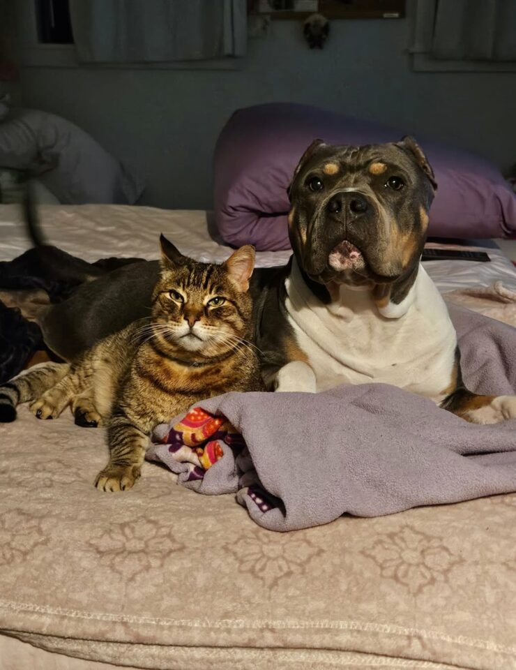California Breeding Dog Dumped For Being ‘Useless’ Feels Loved For The First Time