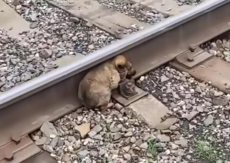 This Poor Pup Was Stuck On A Railway But Then Someone Amazing Came To His Aid