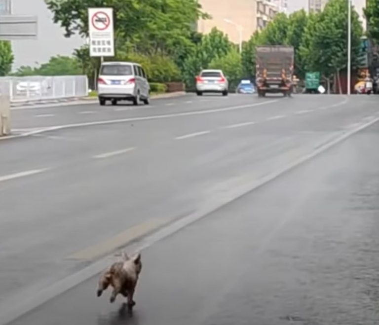 Pup Couldn’t Accept That She Was Abandoned So She Kept Running After Their Owner’s Car