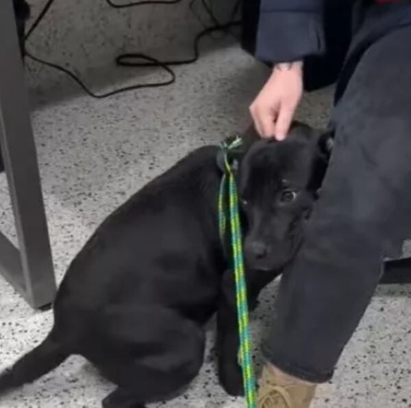 Pup From Georgia Who Was Almost Euthanized Noticed Something Was Off, So He Hid Behind His Favorite Worker