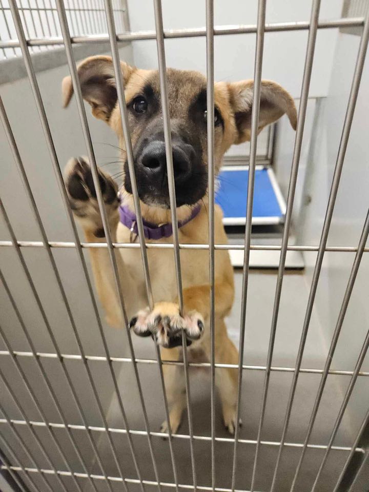 Sweet Puppy Waited For Her Adopters To Pick Her Up From California Shelter, But They Never Showed Up
