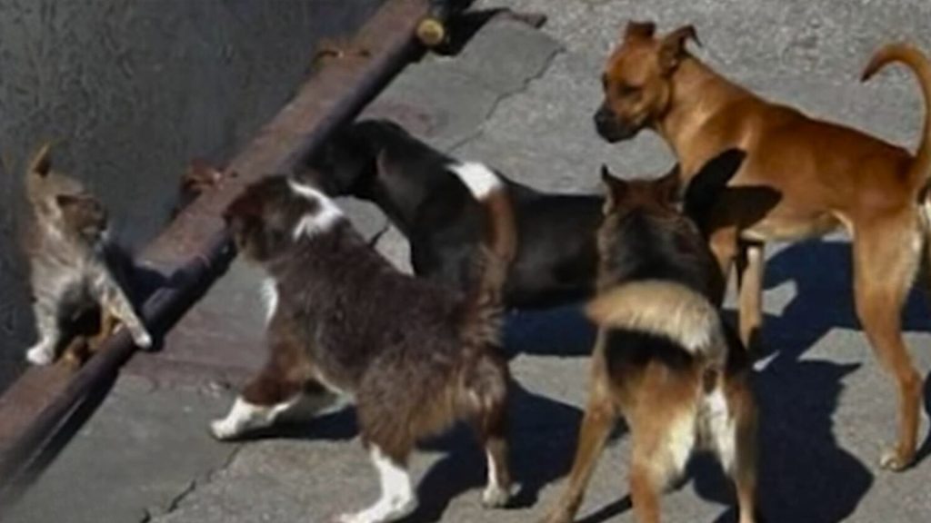 Terrified Cat Surrounded By A Pack Of Dogs Fights For Life, Then Someone Steps In Just In Time