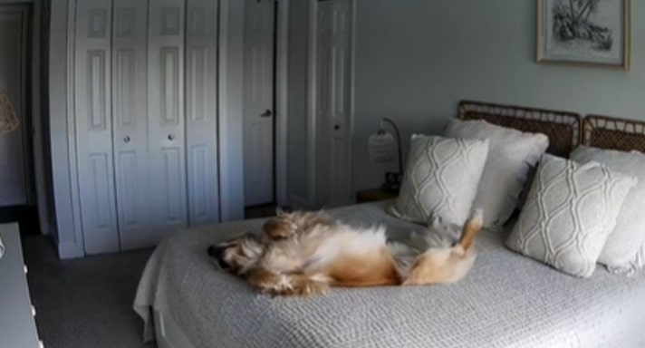 Florida Woman Placed A CamerFlorida Woman Placed A Camera At Home To Monitor Her Dog Only To See Something That Shocked Hera At Home To Monitor Her Dog Only To See Something That Shocked Her
