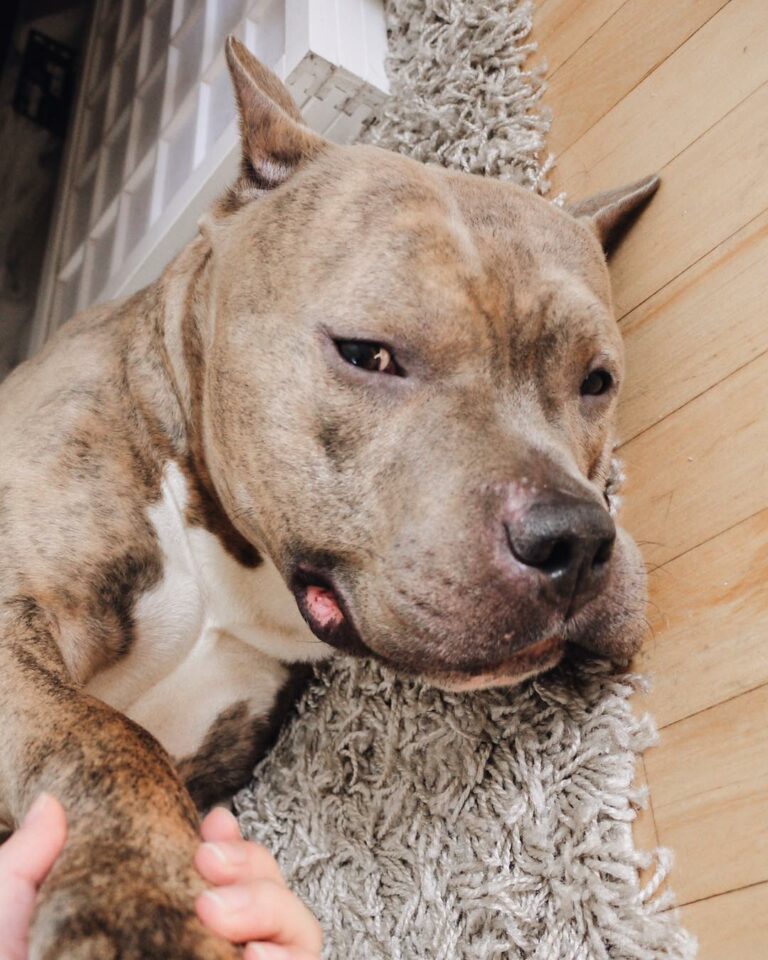 Quiet Pit Bull Who Was Surrendered To New York Shelter Finds His Forever Human And Discovers True Love