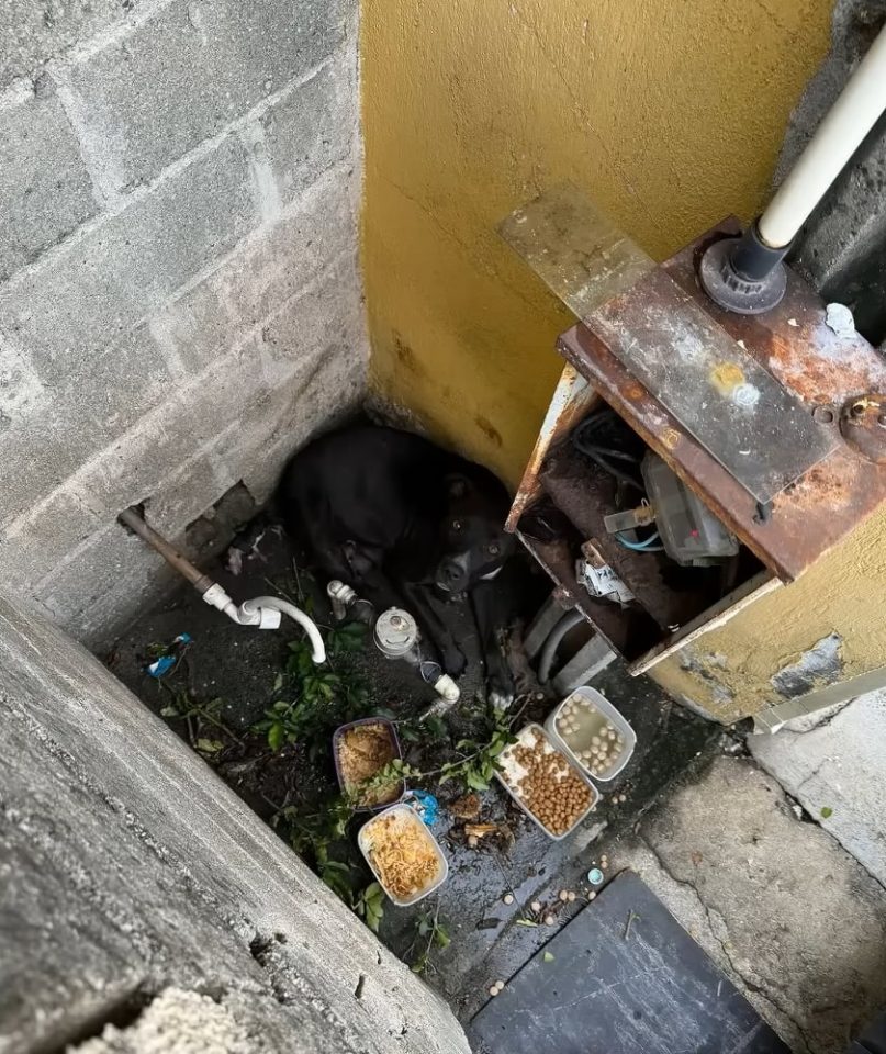 Abused Dog Kicked Out Of The House Gives Birth To Her Babies In The Heavy Rain