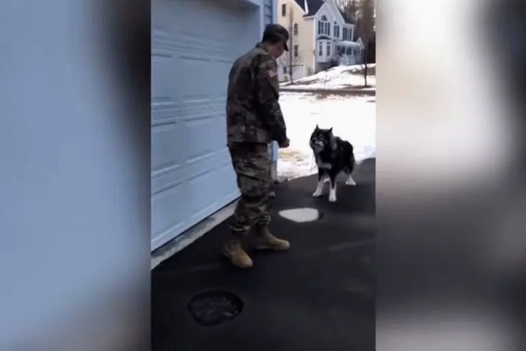 After 10 Long Months Apart, A Wolf-Dog Finally Reunites With His Loving Dad