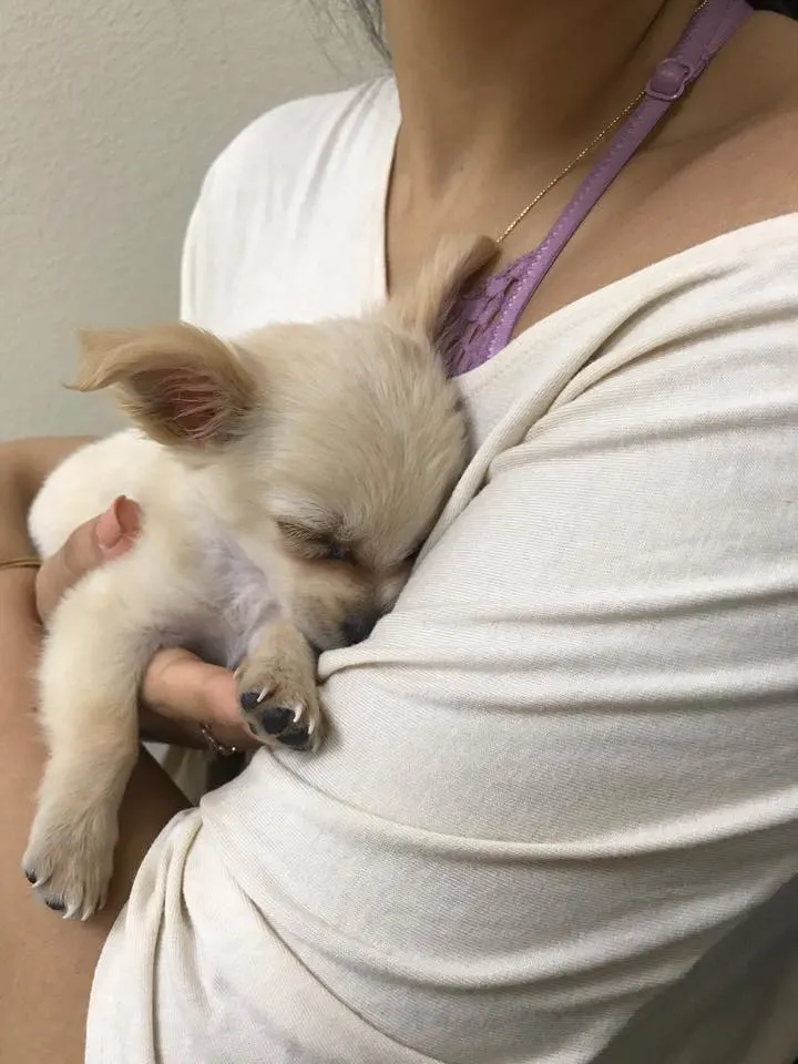 Sweet Dog Was Left By His Owner In An Airport Restroom Along With A Sad Note