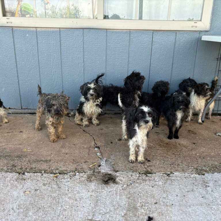 Oklahoma Driver Was In Disbelief When 12 Puppies Started Running On The Road And They Rushed To Help