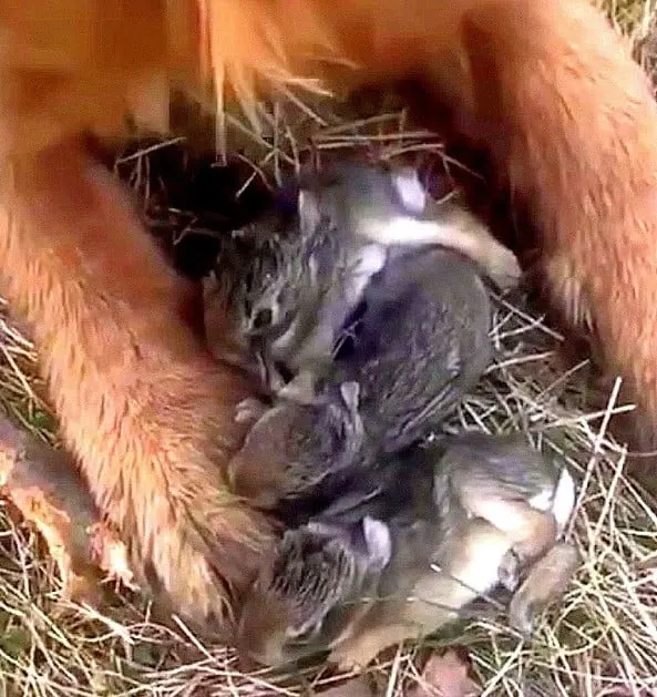 Woman’s Golden Retriever Runs Into The Woods, What He Discovers Moments Later Is Shocking