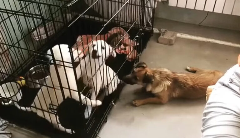 Devastated Dog Refuses To Leave His Injured Sister’s Side Who Was Lying Motionless On The Ground
