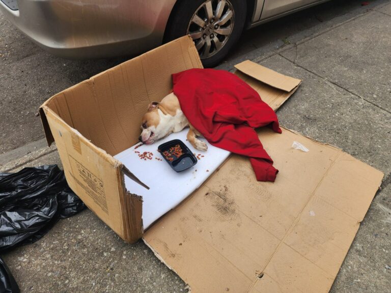 Pennsylvania Rescuers Were Heartbroken After Finding A Paralyzed Dog Dumped In Garbage