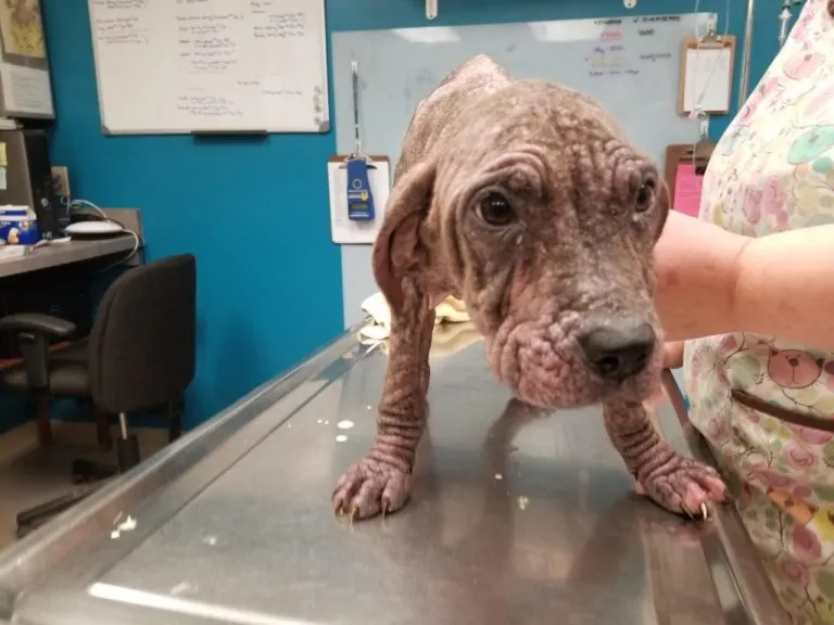 5 Bald Puppies Found On Side Of Road Greeted Their Rescuers With So Many Kisses
