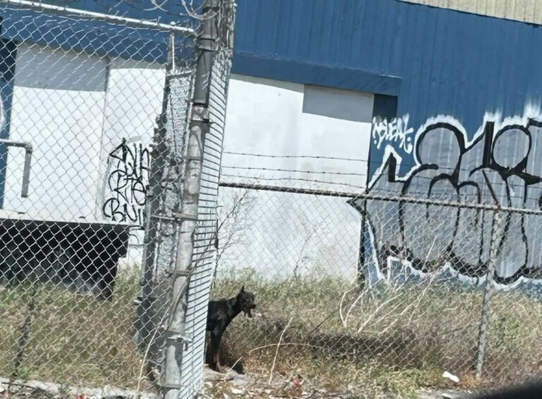 Shock As Malnourished Dog Is Left To Suffer For Days On California Train Tracks