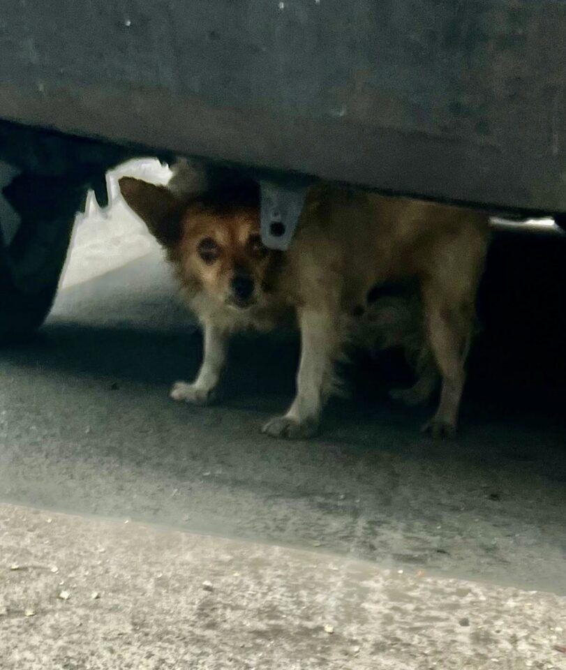 Tiny Hungry Pup Who Lived On A Freeway Ramp For Weeks Finds Safety Thanks To A California Rescuer