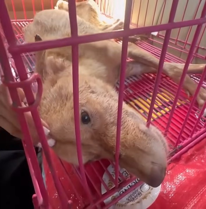 Man Buys A New House And Finds The Most Unexpected Surprise Lying On The Floor