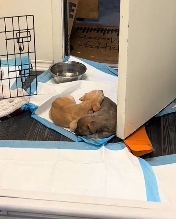 Betrayed Mama Dog And Her Puppies Found Lying On A Small Blanket, Leaving Rescuers Shocked