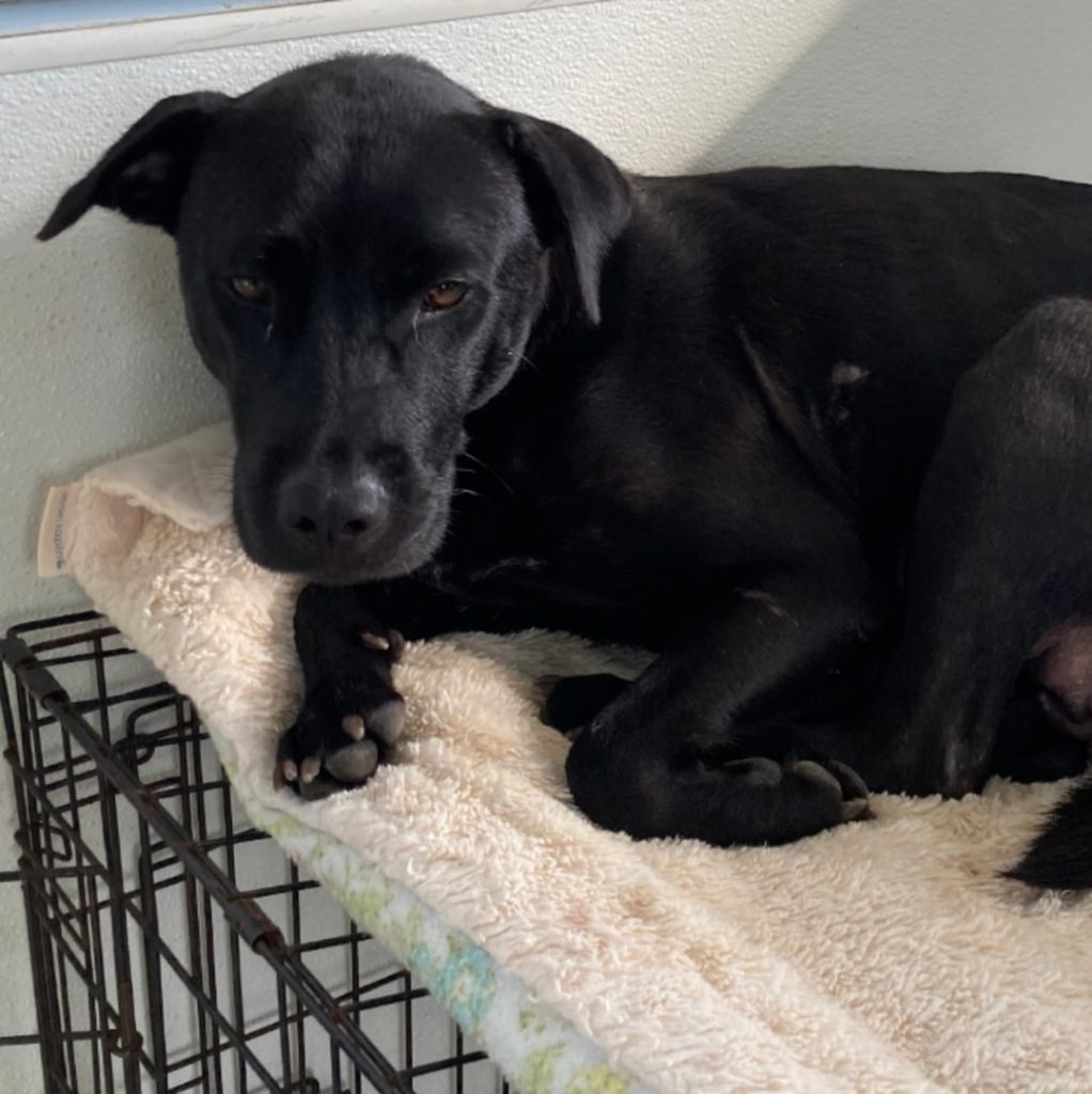 Dog Leads Florida Rescuer To Dark Crawl Space, What She Finds There Shocks Her