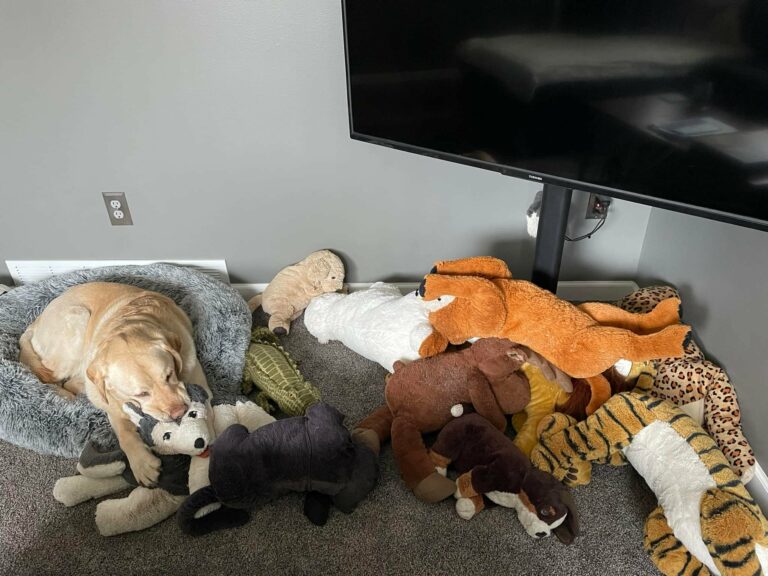 Internet Was In Shock After Witnessing What Dog From Michigan Did With His Stuffed Animal Collection