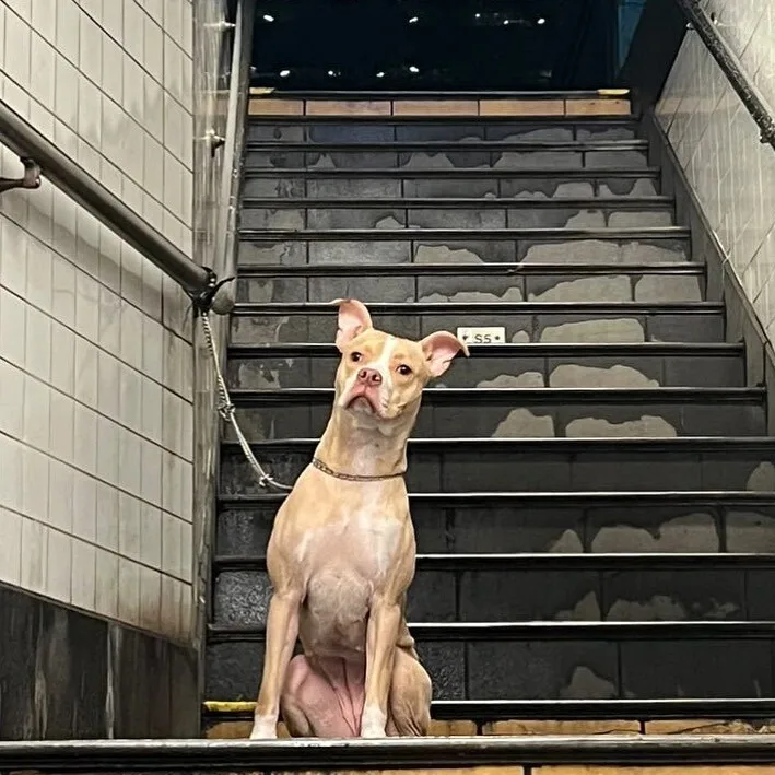 New York Woman Was In Disbelief After Finding Pup Tied To A Pole In A Subway, So She Sprung Into Action